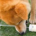 犬が『水の出るホー…