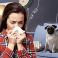 『犬アレルギー』の…