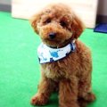 犬のバンダナをオシ…