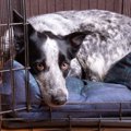 犬がケージやクレー…