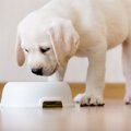 愛犬が食べ物を喉に…