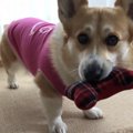 これ楽しいね！音が…