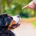 『興奮しやすい犬』…