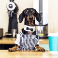 犬カフェってどんな…
