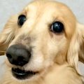 犬の皮膚に『黒いも…