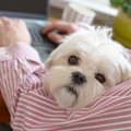 あるある♡『犬好き』…