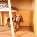 犬が『家具の下に潜…