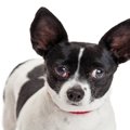 犬の目の病気チェリ…