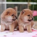 愛犬のクローンは賛…