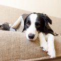 犬が動物病院を嫌が…