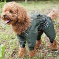 犬用のレインコート…