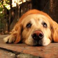 犬が『悲しい気持ち…
