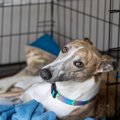 犬にとって『優しい…
