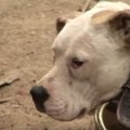 闘犬関連の組織犯罪…