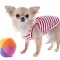 犬に水着を着せる必…