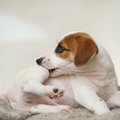 犬が『同じ行動』を…