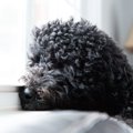 研究中の犬の脳腫瘍…