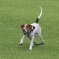 薩摩ビーグルの犬種…