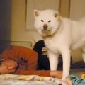 布団で寝るお父さん→…