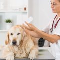 犬の耳掃除を怠ると…