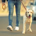 犬がお散歩拒否！そ…