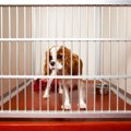 犬をペットホテルに…