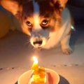 犬に『お誕生日おめ…