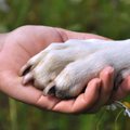 犬を見た目だけで飼…