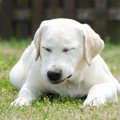 あまり犬と遊ばない…