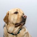犬が『ダメ』を聞い…