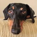 「出かける前には犬…