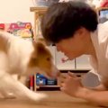 世界一賢い犬種に『…