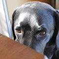 犬が人を噛んだ後に…