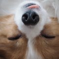 犬が幸せだと感じた…