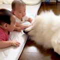 大型犬が『双子の赤…