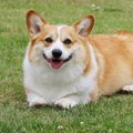 『太りやすい犬種』…