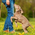 犬が「初対面の人」…