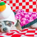 犬とのお正月で起き…