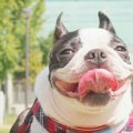 犬の皮膚がん 症状や…