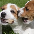 愛犬はどう？やんち…