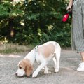 犬の散歩に潜んでい…