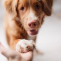 老犬が夜に部屋の中…