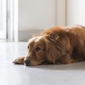 犬が『ヤキモチ』を…