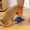 子犬がボールを咥え…