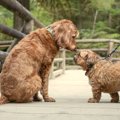 どうして吠えるの？…