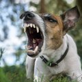 犬が『本気噛み』す…