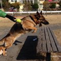 犬が好きすぎてドッ…