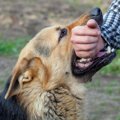 犬が人に『嚙みつい…