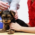 犬にワクチン接種を…
