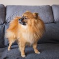 愛犬が飼い主を避け…